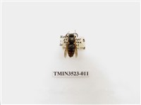 藏品(細黃胡蜂)的圖片